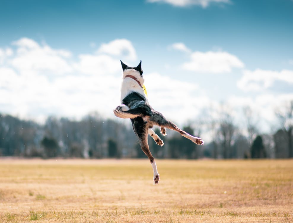 Free Dog Catching a Frisbee Stock Photo