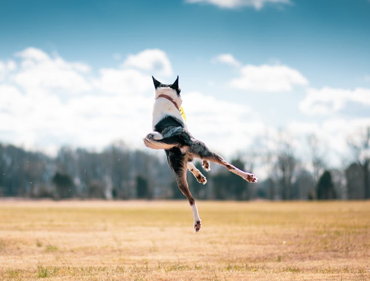 Dog Catching A Frisbee