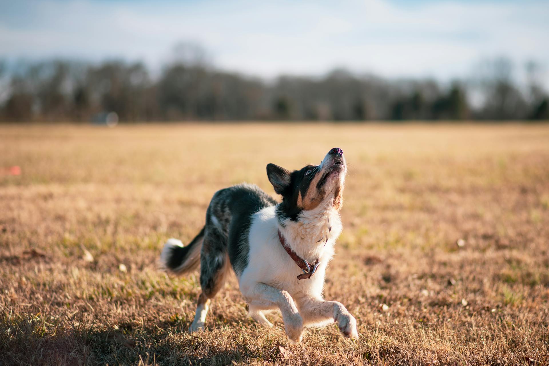 White and Black Short Coat Dog Running on Brown Grass Field