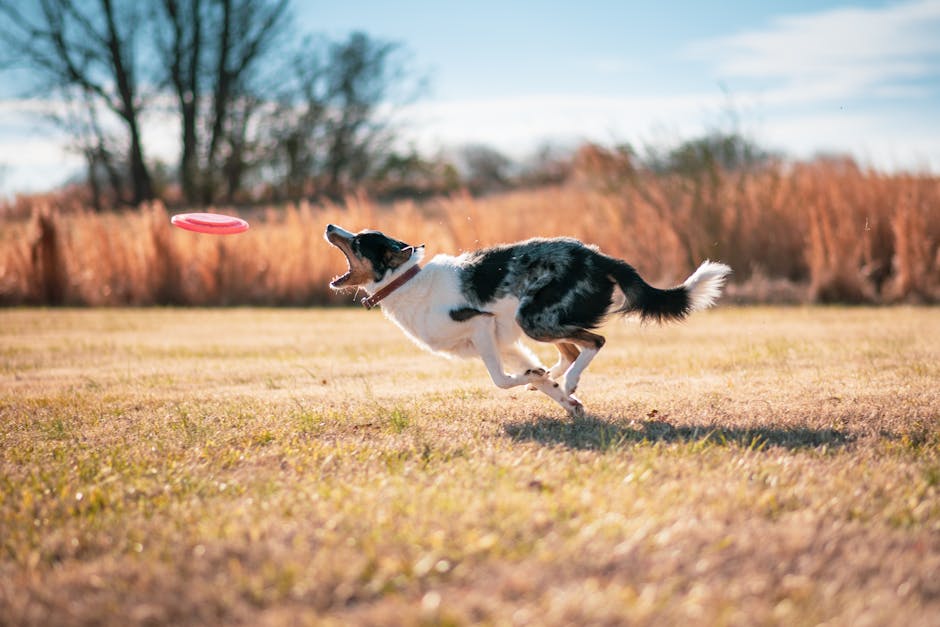 Le Dog Frisbee - Le site de Enee, border collie.
