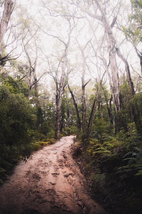 Foto profissional grátis de árvores, estrada de terra, floresta