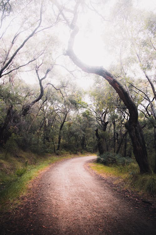 Brown Dirt Road Between Green Grass and Trees