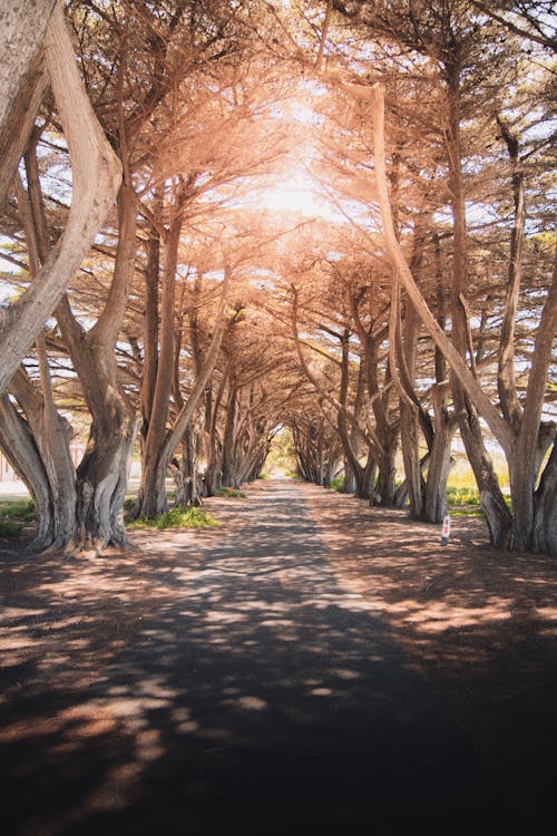 Gratis stockfoto met begeleiding, bomen, bossen