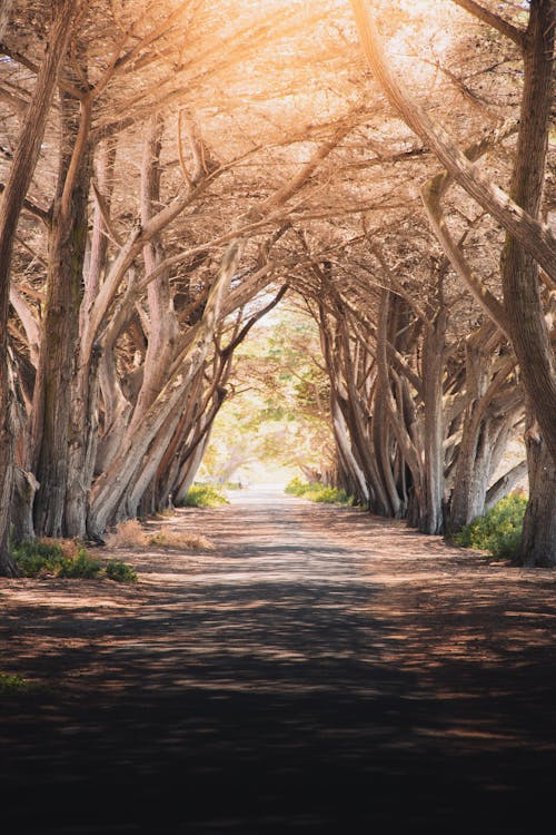 Paved Pathway between Trees · Free Stock Photo