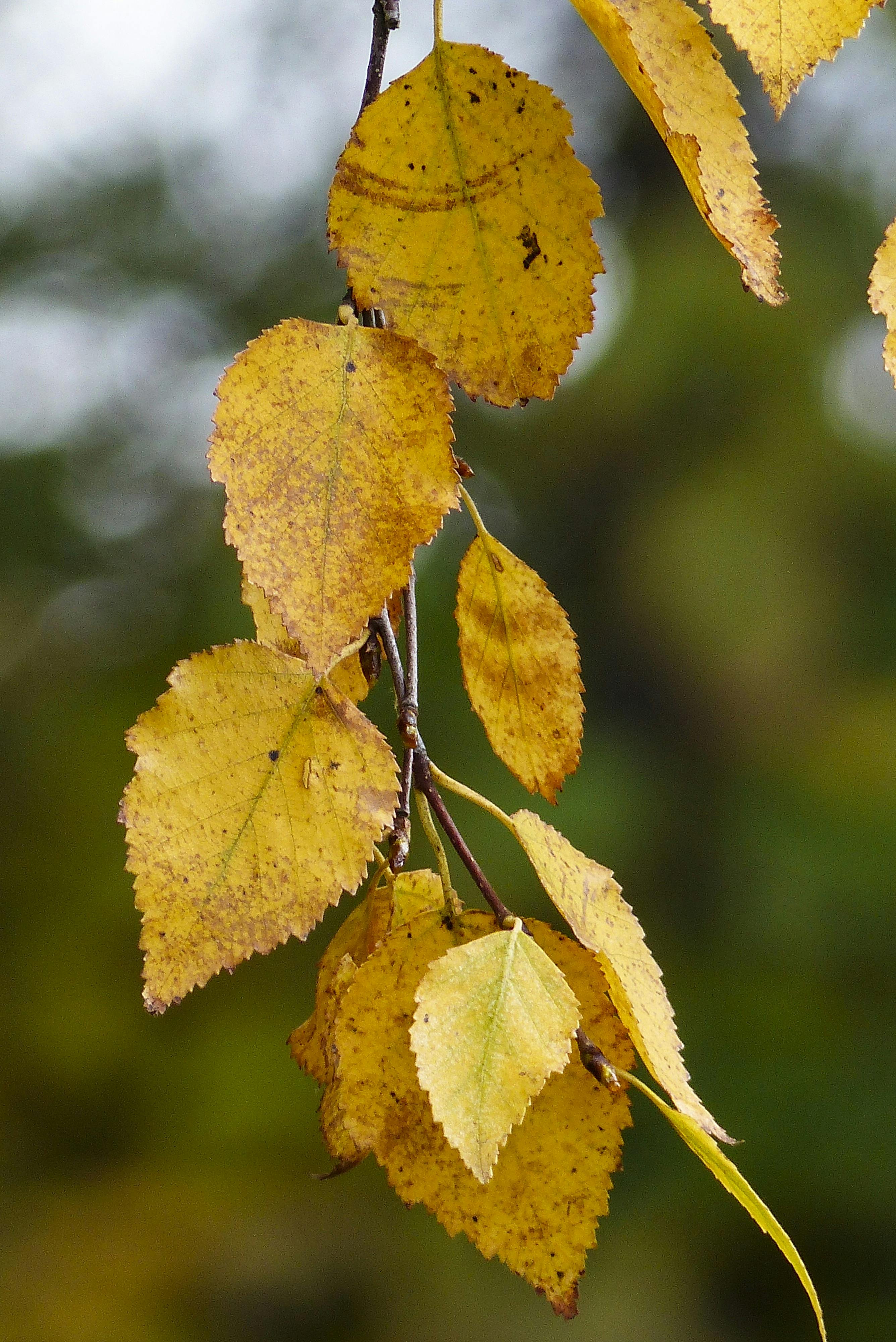 foliage-yellow-leaves-autumn-65284.jpeg?cs=srgbu0026dl=ast-blatter-getrocknete-blatter-65284.jpgu0026fm=jpg