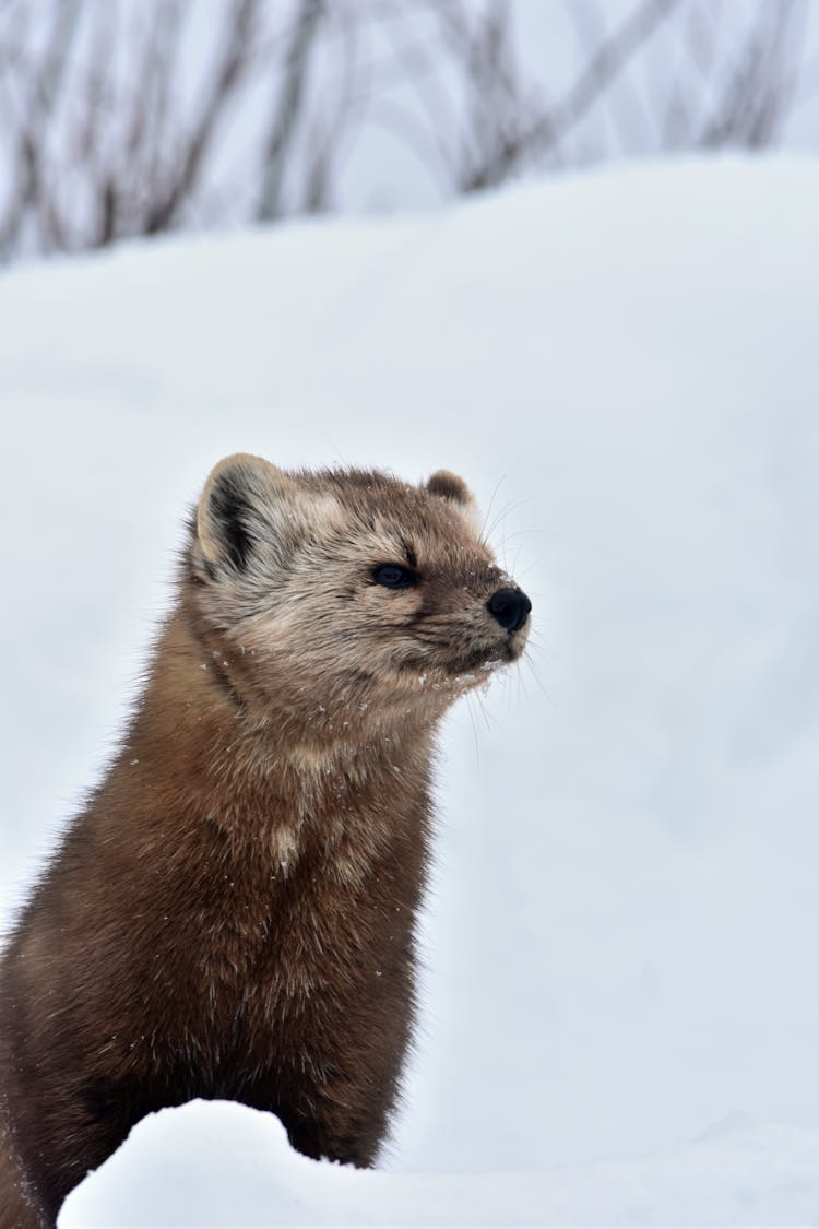 Close-up Photo Of An Adorable Pine Marten 