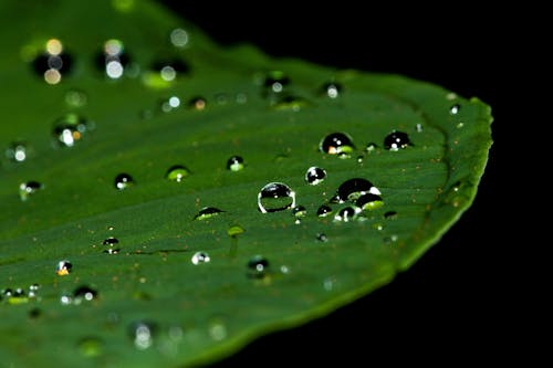 물방울과 잎의 사진 닫기