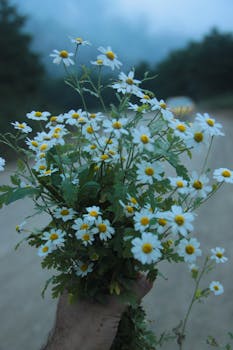 A hand holds a vibrant bouquet of wild chamomile flowers on a natural outdoor path.