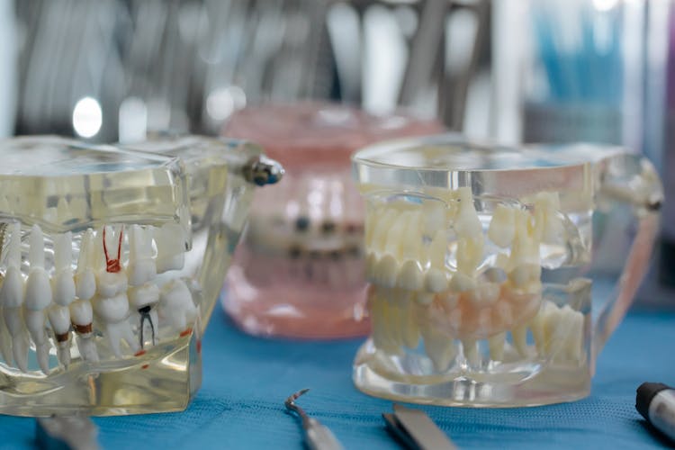 Close-up Photo Of Dentures