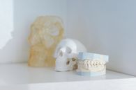 Skulls and Denture Cast on a White Surface