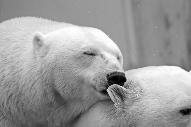 Close Up Photo Of Polar Bear With Its Eyes Closed