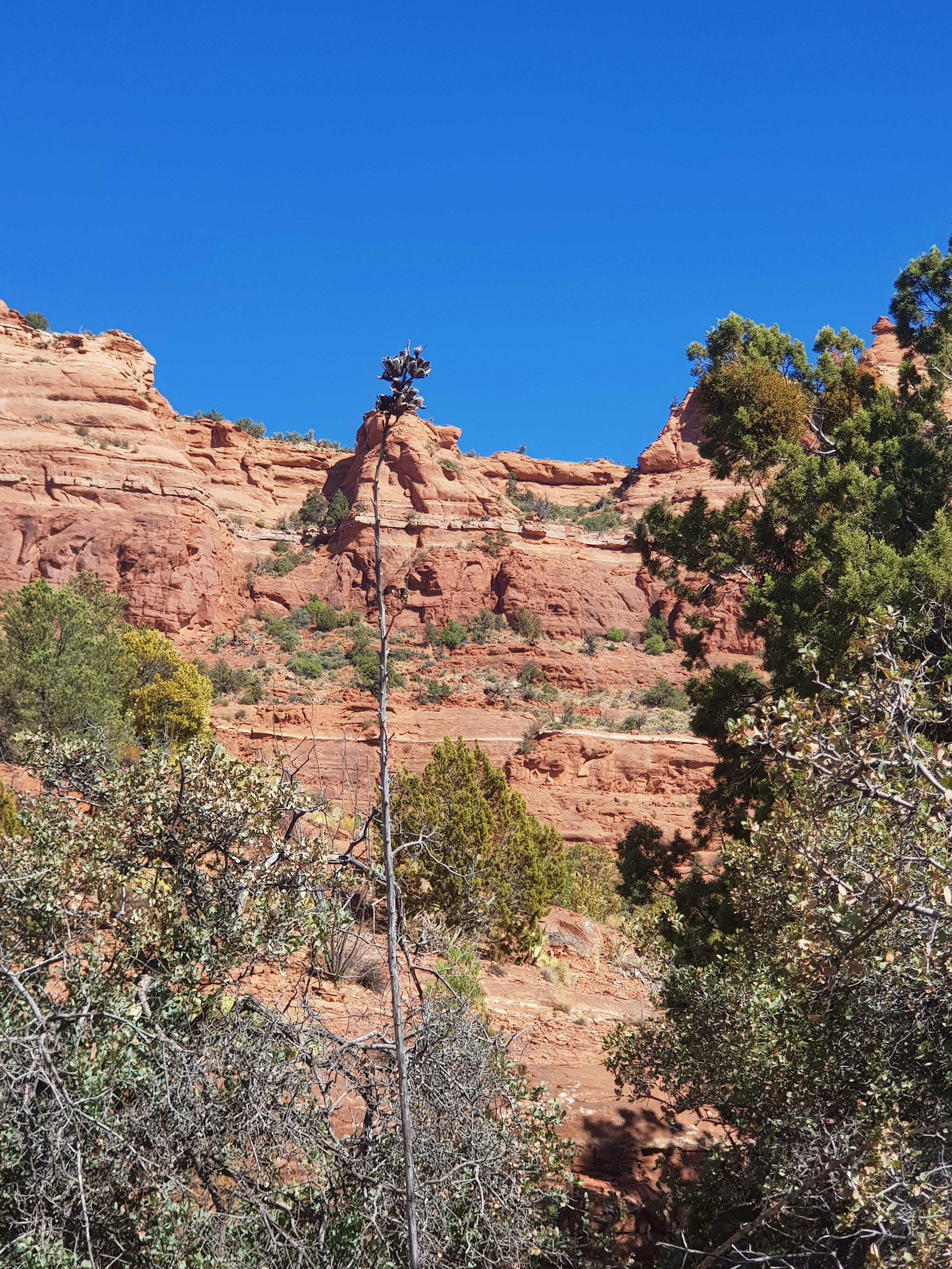 Community Paramedicine Collaboration Hubs