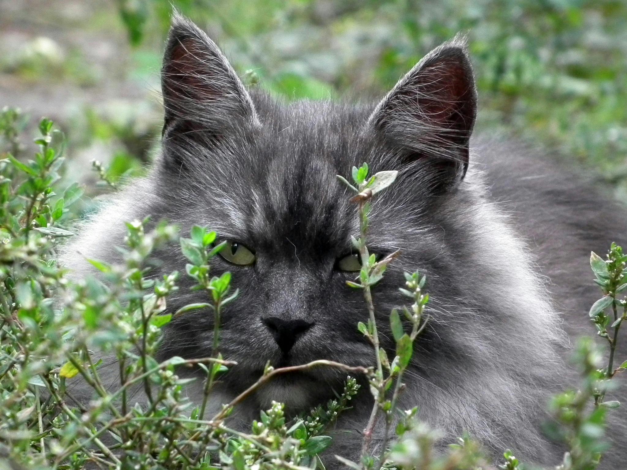 Kostenloses Foto Zum Thema Flauschige Katze Gras Grau