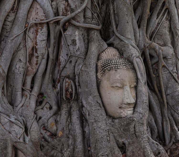 Buddha Head Placed In Tree Roots