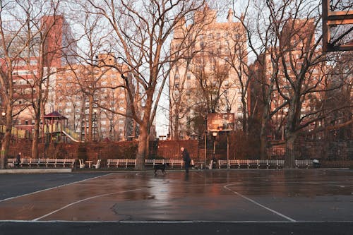 Foto profissional grátis de árvores nuas, chão molhado, quadra de basquete