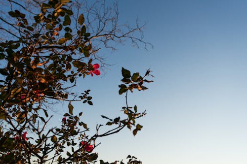 Foto profissional grátis de flor, lado leste superior, manhã