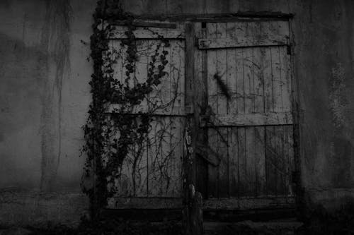 Foto stok gratis ivy, pintu, putih dan hitam