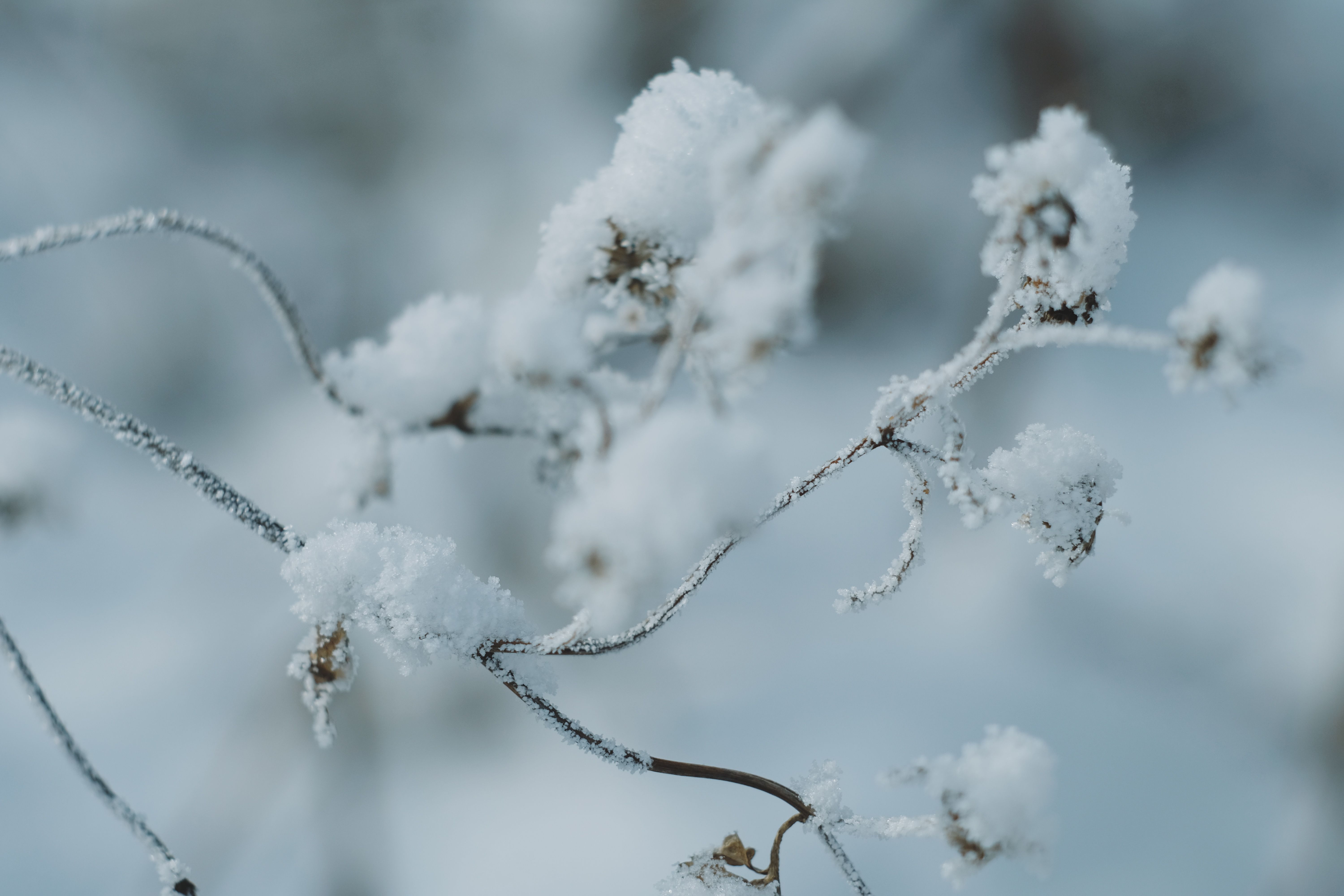 Detailed capture of snow-covered branches in a tranquil winter setting.