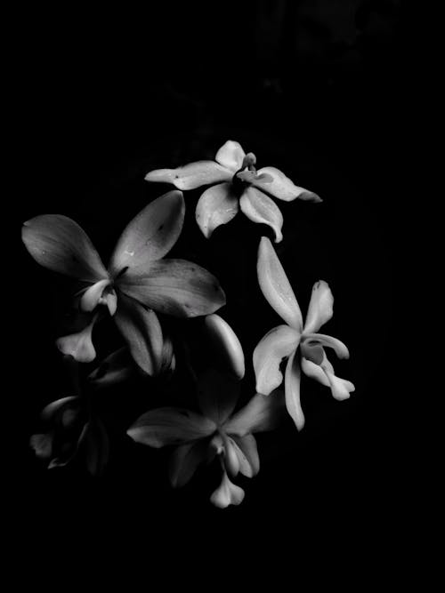 Grayscale Photo of Flower With Black Background