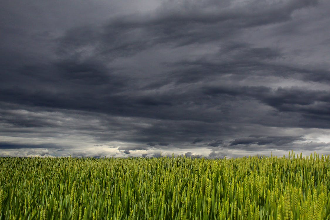 Nuage Blanc Et Sombre Sur Champ D'herbe Verte