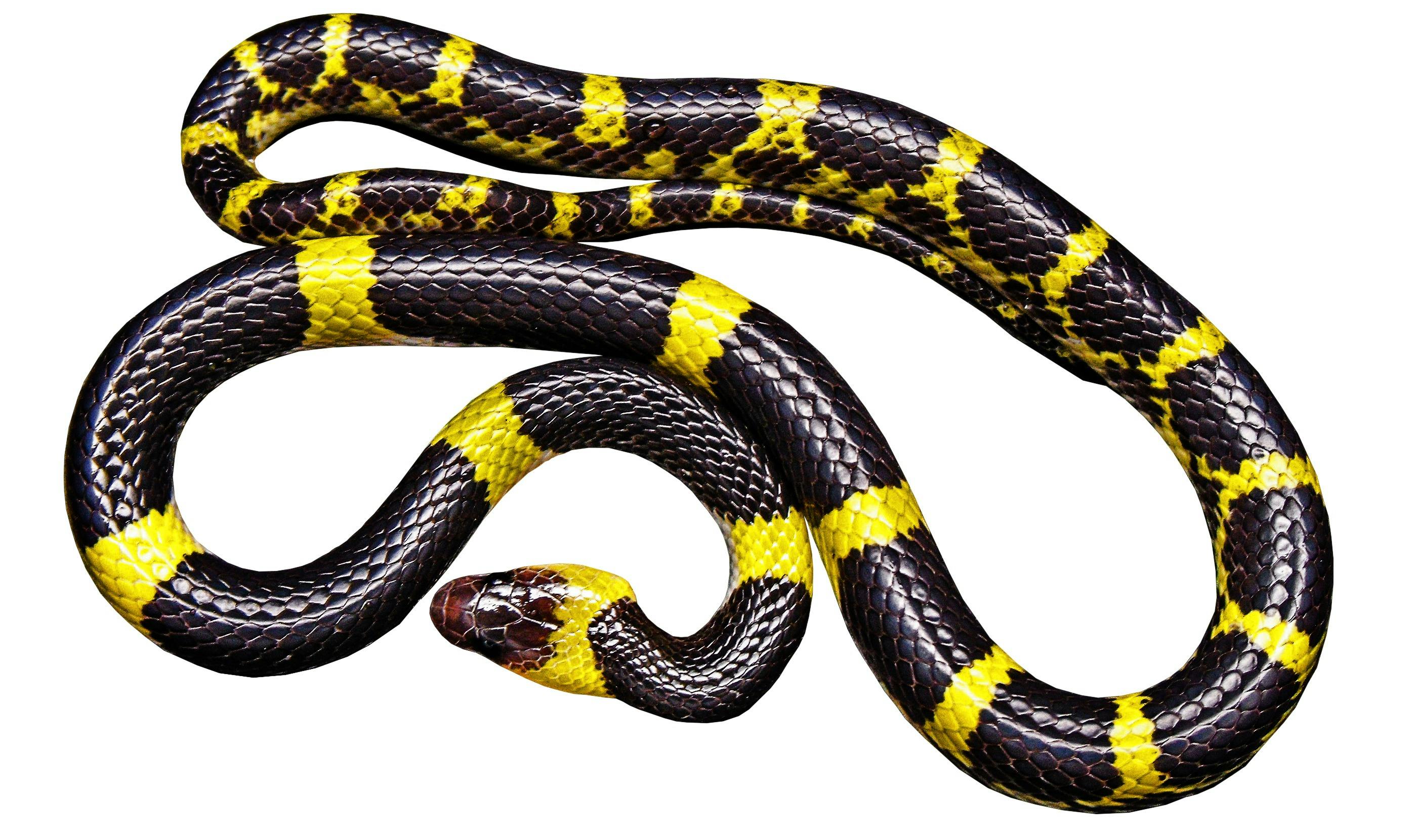 yellow snake with black stripes florida