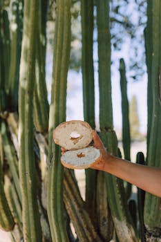 A hand holding a sliced bagel with cream cheese against a backdrop of tall cactus plants.