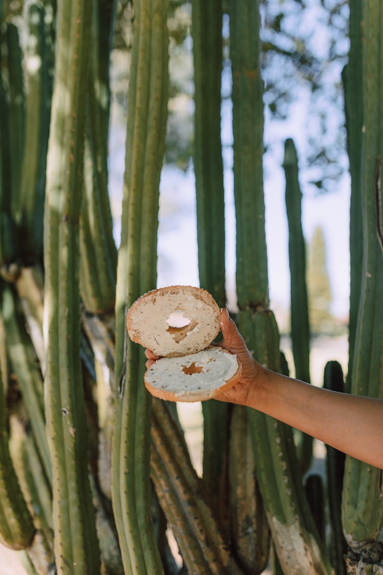 Cream Cheese On A Sliced Bagel