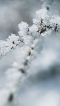 Close-up of a frost-covered branch with intricate ice crystals in winter.