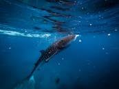 Whale Shark in Water