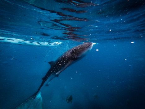 Oslob whale shark snorkel — Cebu