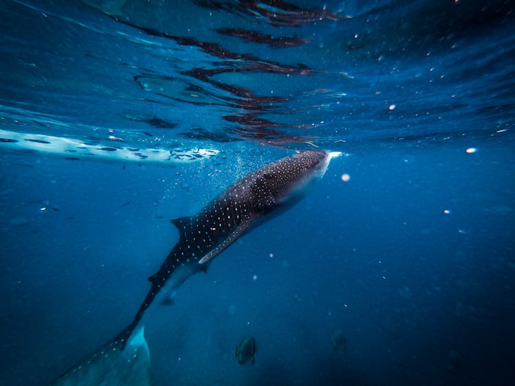 Whale Shark In Water