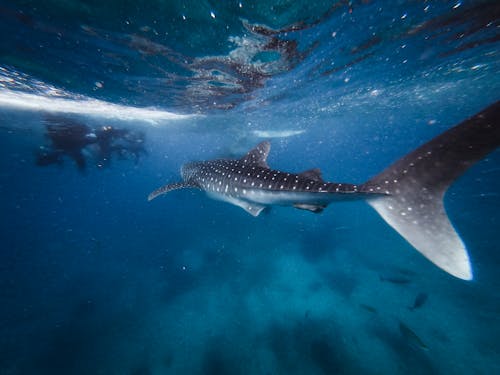Free Shark Underwater Stock Photo