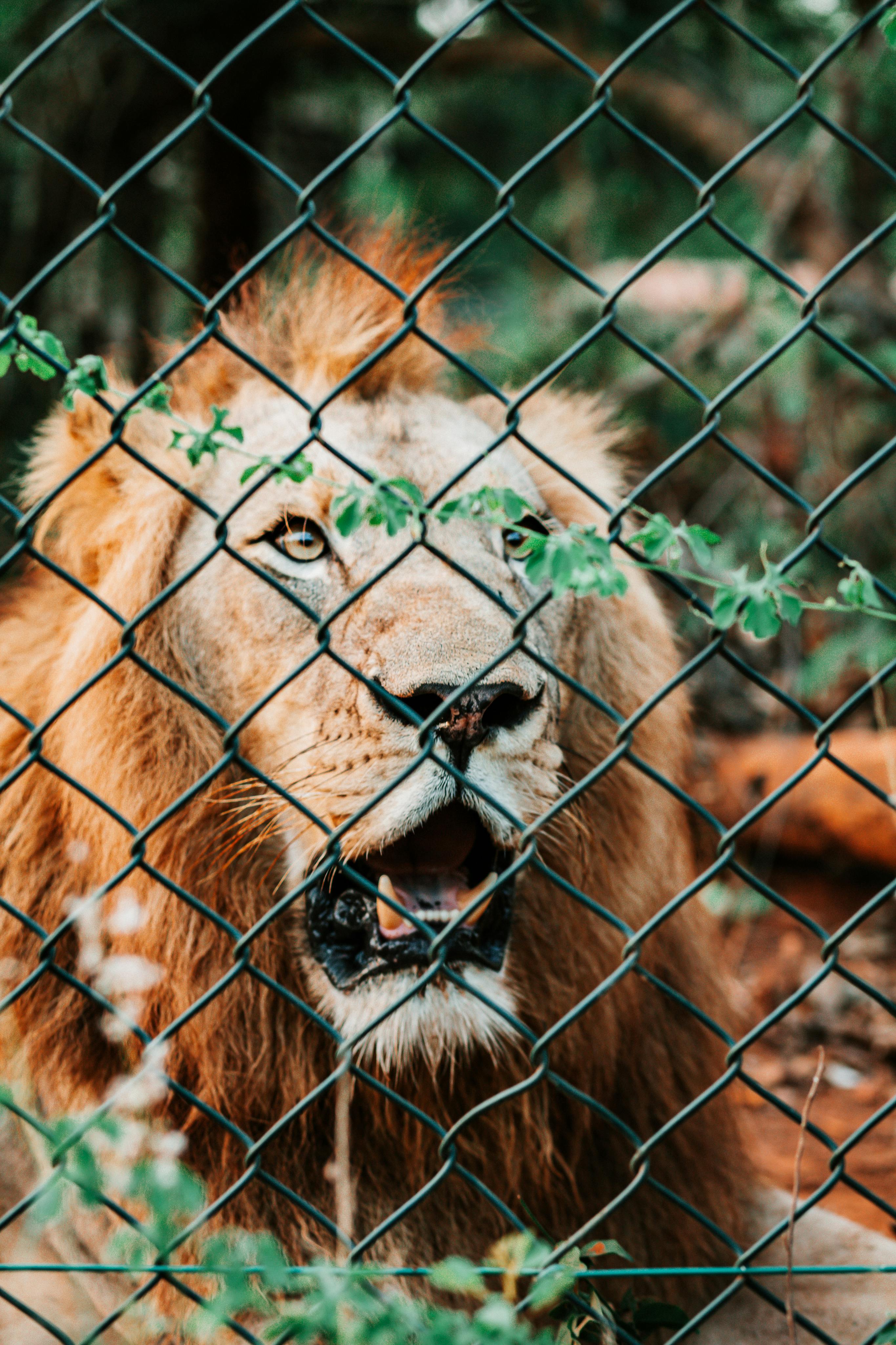 brown lion behind chain link fence