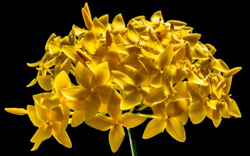 노란색 5 꽃잎 꽃