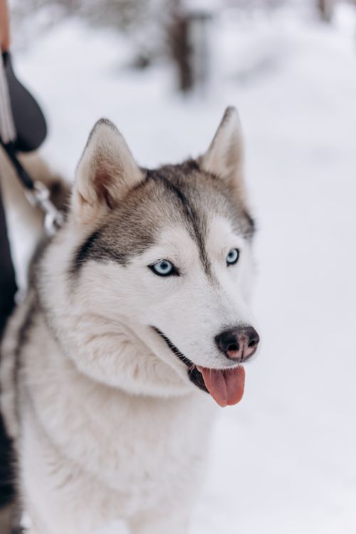 Free Adorable Siberian Husky with blue eyes against a snowy backdrop, showcasing its distinct features. Stock Photo