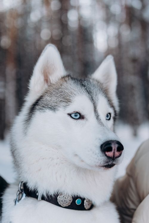 Free A Siberian Husky with striking blue eyes in a snowy outdoor setting. Stock Photo