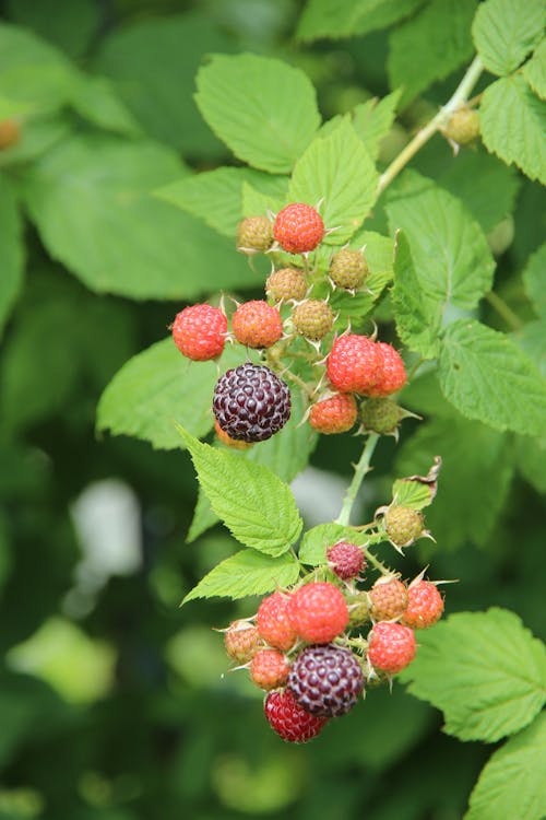 Free Close-up Photo of Fresh Raspberries  Stock Photo
The Top 10 Best Fruit Plants to Grow in the UK