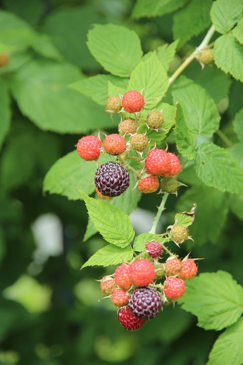 Free Fresh ripe and unripe raspberries on bush with green leaves. Stock Photo