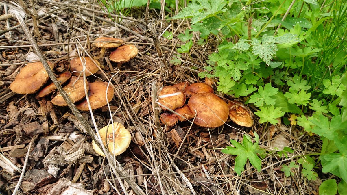 Mushrooms growing in wood chip substrate — home cultivation has surged as growers discover low-cost methods