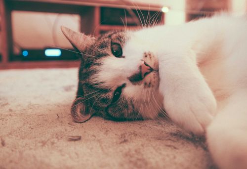Free Adorable playful fluffy cat lying on carpet and looking at camera with curiosity in apartment Stock Photo