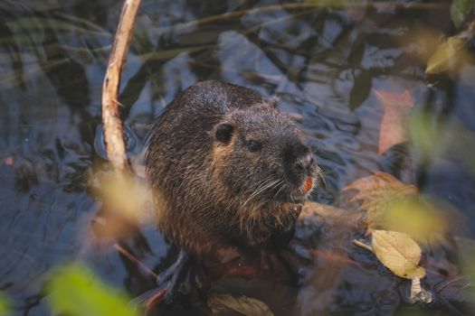 Small wet nutria sitting in pond water in park