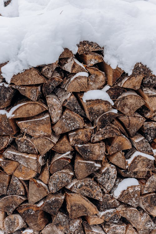 Foto d'estoc gratuïta de bosc picat, boscos, clima fred