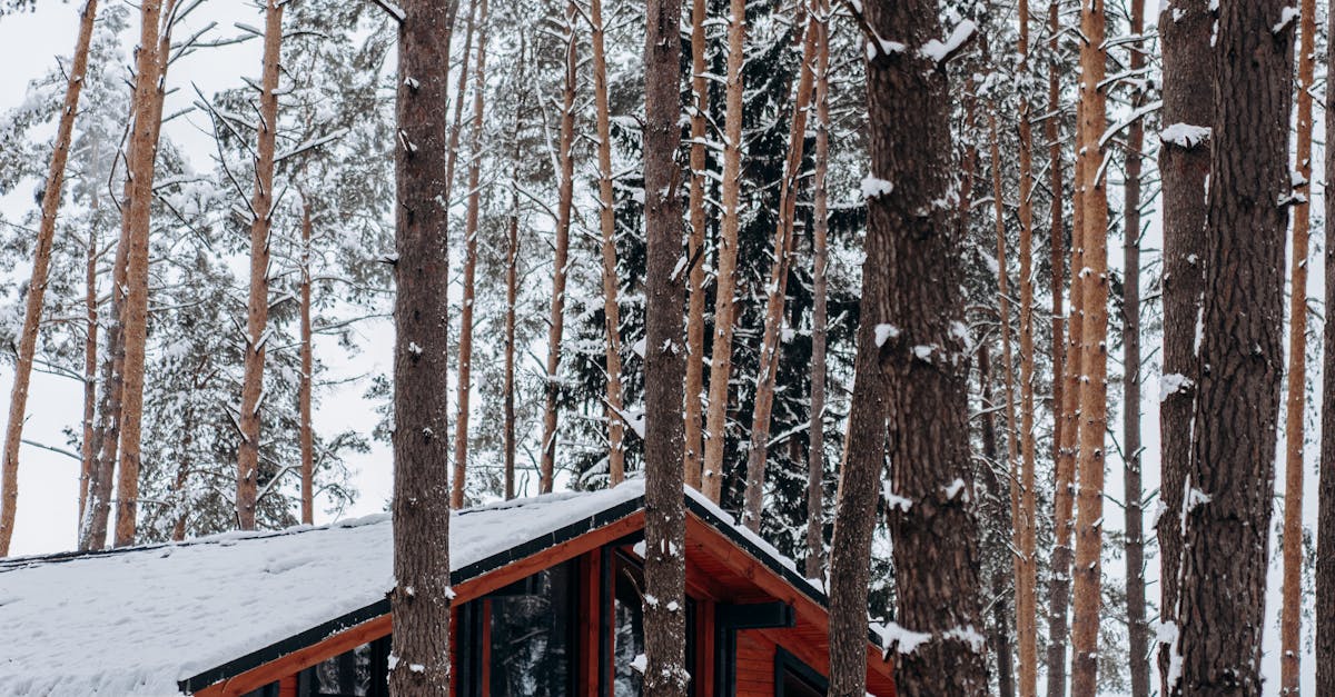 What time of year do woodpeckers peck on houses