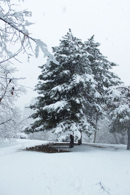 Free A tranquil scene of pine trees covered in fresh snow during a winter snowfall, capturing nature's beauty. Stock Photo