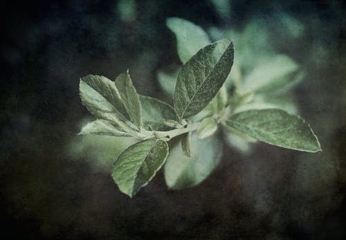 Bezpłatne Darmowe zdjęcie z galerii z fotografia roślin, liście, roślina Zdjęcie z galerii