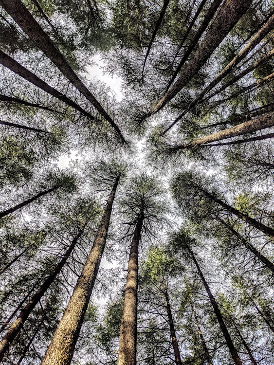 A Low Angle Shot of Green Trees in the Forest