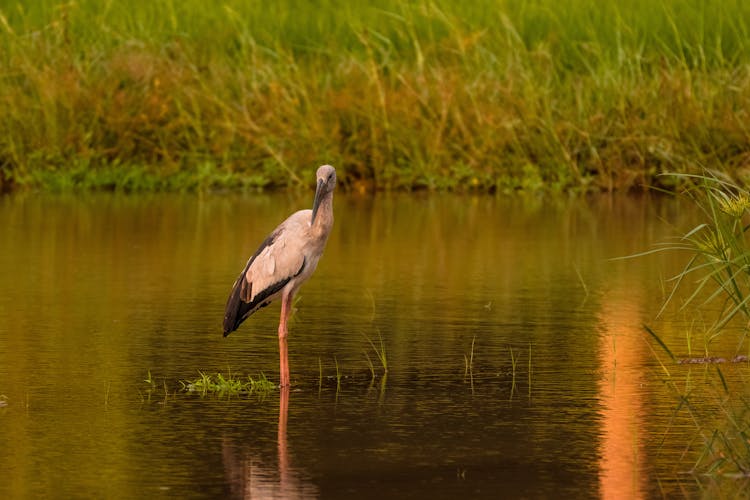 Stork Standing In Lake