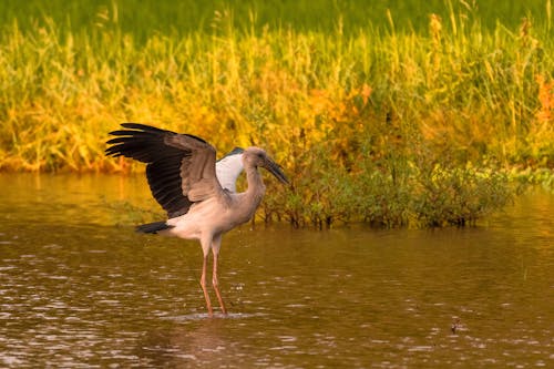 A Bird Standing in Water