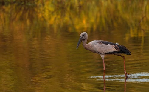 A Bird Walking in a Pond