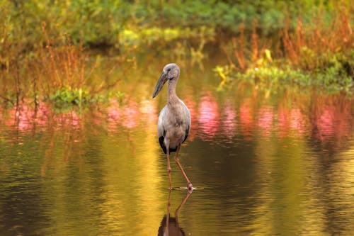 A Bird in a Pond